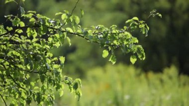 Ukrayna doğası. Güney Böceği'nin kıyılarında güzel bir doğa. Nehir, Ukrayna'nın batısından, Böcek Haliç'inin (Karadeniz havzası) güneydoğusunda akar.)