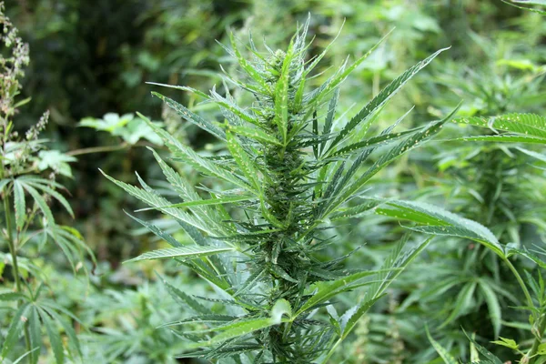 Esrar ekimi. Kenevir bitki. Esrar - stok görüntü