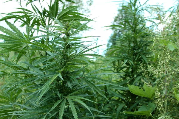 Конопля. Заброшенная земля с натуральной марихуаной. Плантация марихуаны. Растения конопли . — стоковое фото
