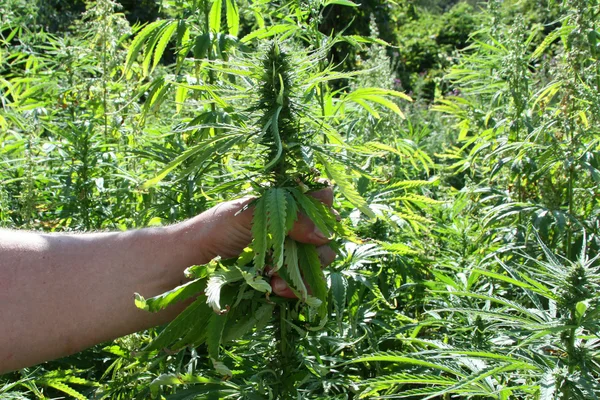 Esrar. Esrar ekimi. Kenevir bitki - stok görüntü