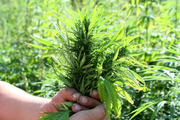 Plantación de marihuana. Plantas de cáñamo - Stock Image —  Fotos de Stock