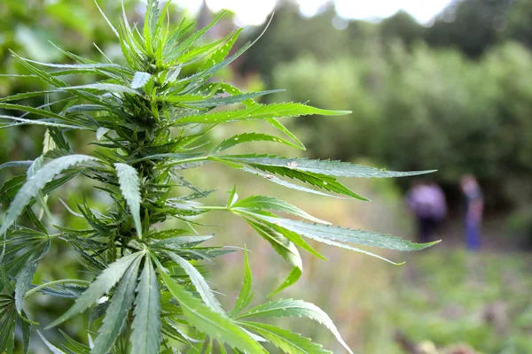 Esrar ekimi. Esrar. Kenevir bitki - stok görüntü