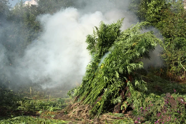 Yanan esrar yasadışı bitkileri. Esrar - stok görüntü imha