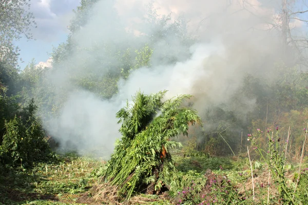 Quema de cultivos ilícitos de marihuana. Destrucción de marihuana. Cannabis. - Imagen de stock —  Fotos de Stock