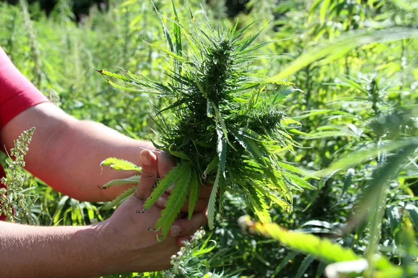 Esrar ekimi. Esrar. Kenevir bitki - stok görüntü