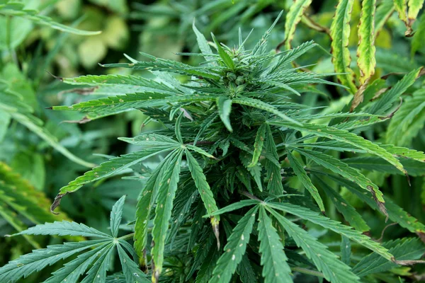 Esrar ekimi. Esrar. Kenevir bitki - stok görüntü