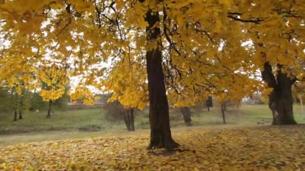 Autumn Park. L'automne doré. Feuilles jaunes. Nature typiquement ukrainienne de la chute. - Vidéo de stock — Video