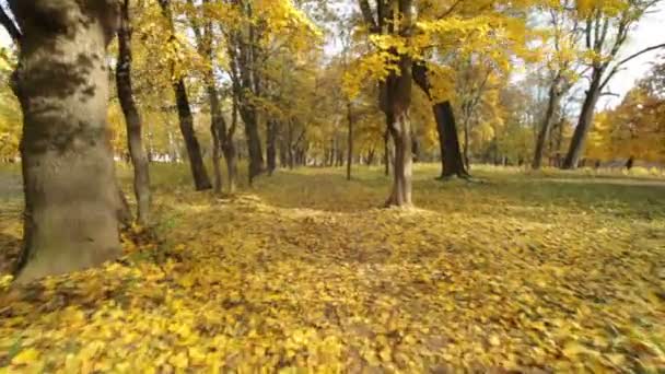 Podzimní Park. Zlatý podzim. Žluté listy. Typická ukrajinská povaha pádu. -Video skladem — Stock video