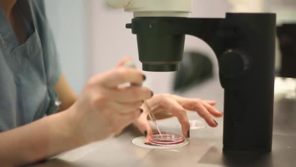 Badania medyczne w laboratorium. Laboratorium sztucznej inseminacji - giełdowe — Wideo stockowe
