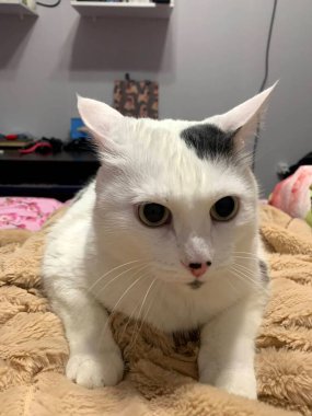 Nazik Gülümseyen Komik Beyaz Kedi