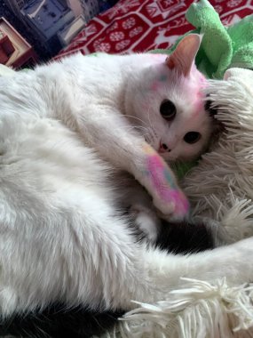 Büyük gözlü ve nazik yüzlü komik bir hayvan.