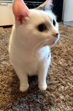 Büyük gözlü ve nazik yüzlü komik bir hayvan.