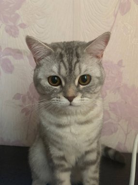 Büyük gözlü ve nazik yüzlü komik bir hayvan.