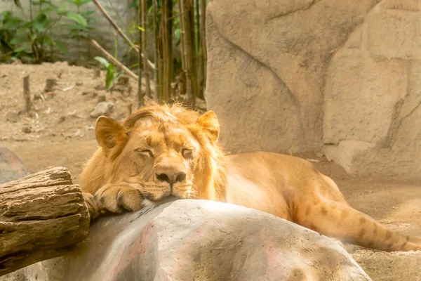 Dormir joven león — Foto de Stock