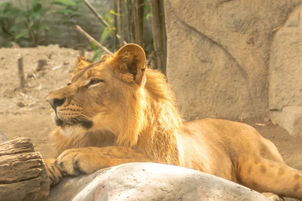 Joven poderoso guapo león — Foto de Stock