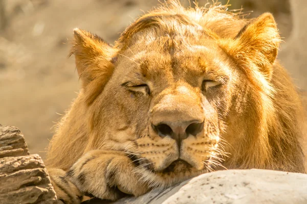 Dormir joven león — Foto de Stock