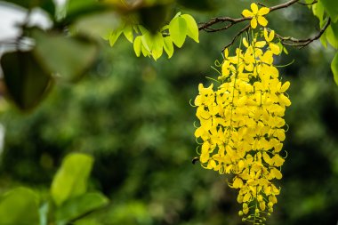 Arı sinek altın duş çevresinde