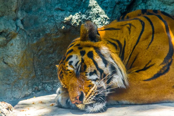 Tigre dormido — Foto de Stock