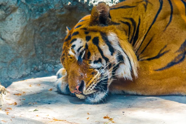 Tigre dormido — Foto de Stock