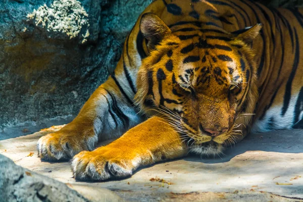 Tigre dormido — Foto de Stock