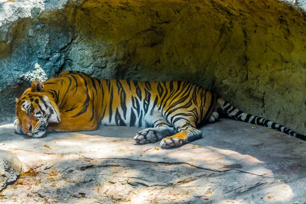 Tigre dormido — Foto de Stock