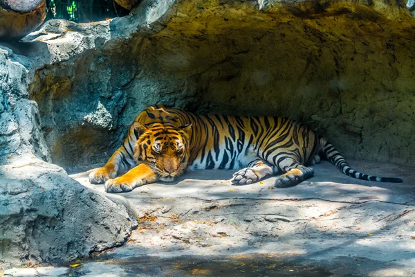 Tigre dormido — Foto de Stock