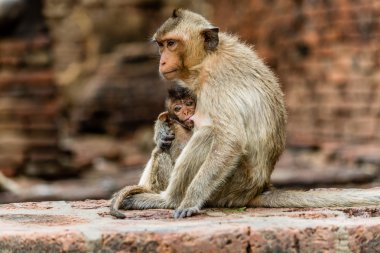 Bir genç maymun annenin göğüs süt içecek.