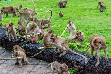 Şeker kamışı, Lopburi Tayland maymunlar var.