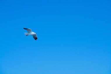 Gökyüzünde martı