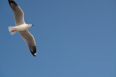 Gökyüzünde martı