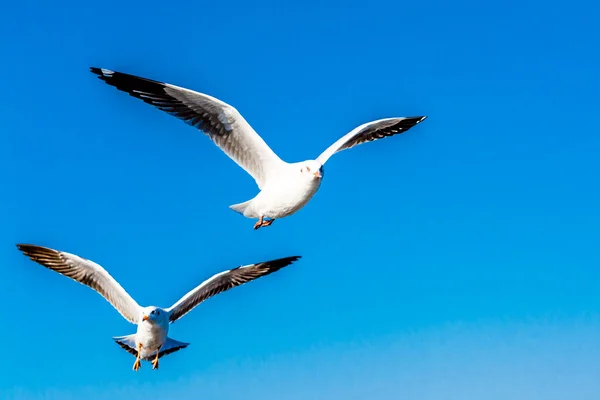 Gaivota no céu — Fotografia de Stock