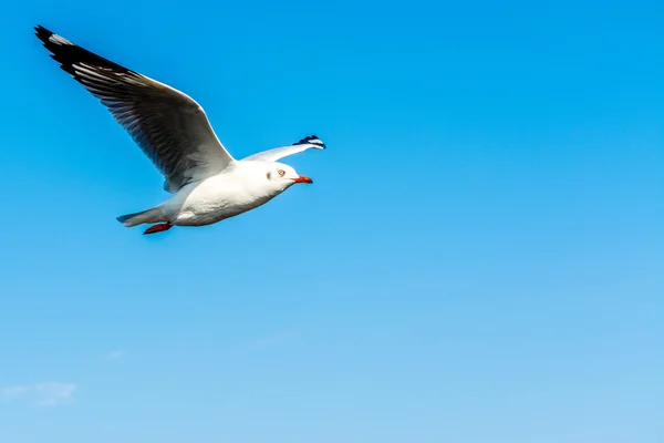 Gaivota no céu — Fotografia de Stock