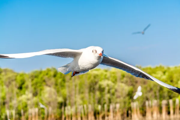 Burung camar di langit — Stok Foto