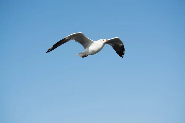 Gaivota no céu — Fotografia de Stock