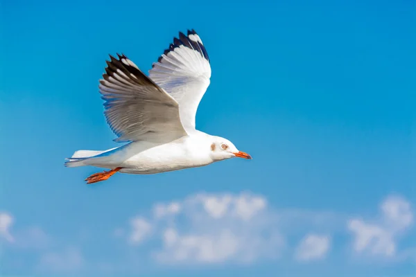 Burung camar di langit — Stok Foto