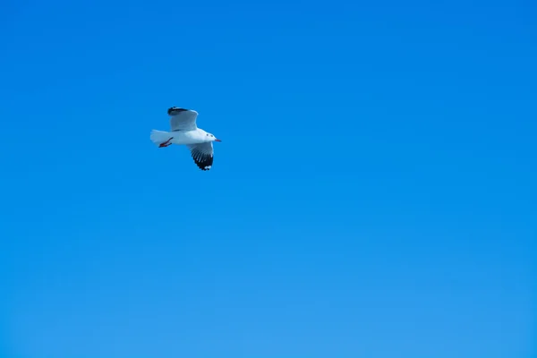Pescăruș pe cer — Fotografie, imagine de stoc