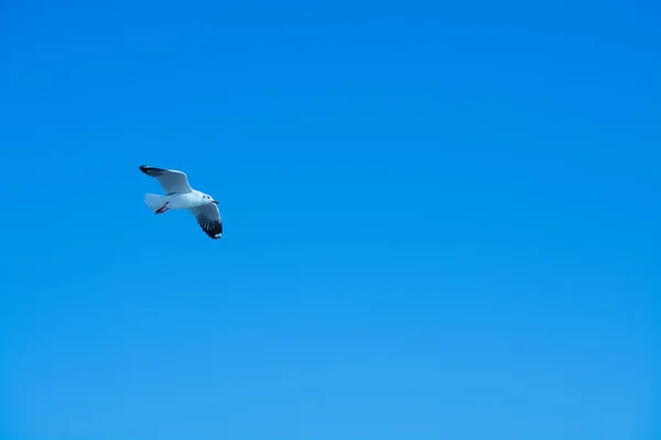 Burung camar di langit — Stok Foto