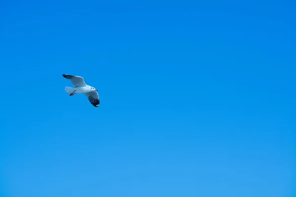 Gabbiano nel cielo — Foto Stock