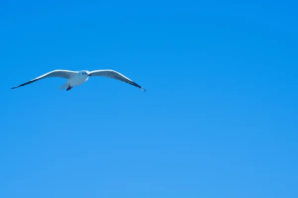 空中的海鸥 — 图库照片