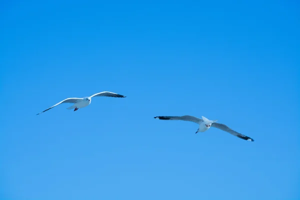 Burung camar di langit — Stok Foto