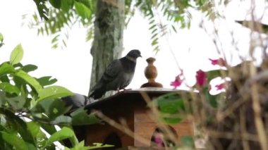 Ağaçtaki kuş bahçede sıcak bir atmosfer yaratıyor. Görenler ona dokunmak ve beslemek için sabırsızlanıyor. Ağaçtaki yapraklar gerçekten parlak yeşildi..
