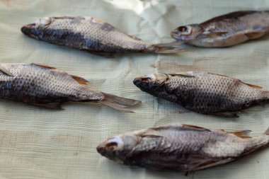 Güneşli bir günde cam kenarında kurumuş nehir balığı.