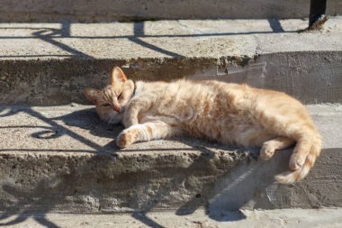 Kedi, güneşli bir günde dışarıda çekim yaptı.