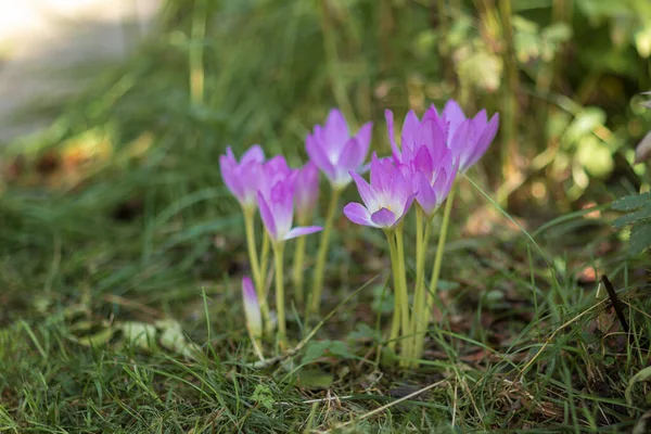 Çiçekli Colchicum, güneşli bir Eylül gününde çekildi.