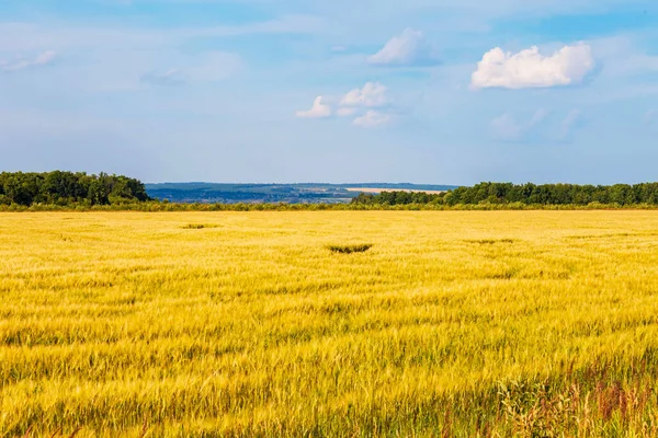 Paisagem Rural Com Grama Árvores Jovens Chuvashia — Fotografia de Stock