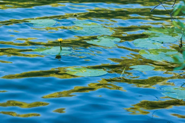 Waterlelies Vijver Bij Zonsondergang Licht — Stockfoto