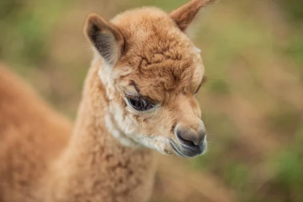 Bébé Alpaga Vivant Dans Une Ferme Familiale — Photo