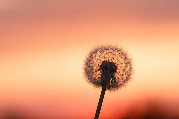 dandelions at sunset taken at the end of may in Chuvashia