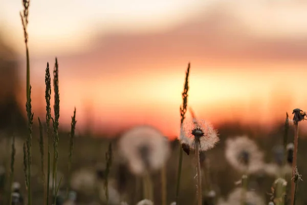 dandelions at sunset taken at the end of may in Chuvashia