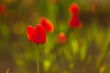 Akşam ışığında çekilen çiçek açan laleler.
